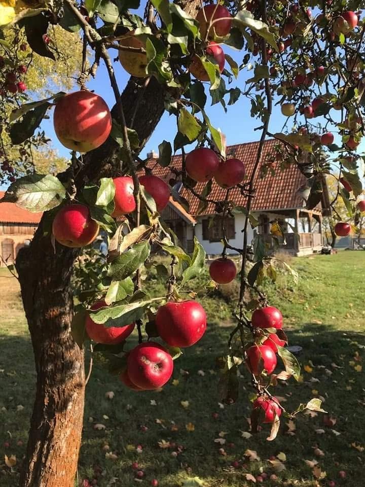 Dom – Warmińsko-Mazurskie – Surmówka – 484/7447/ODS